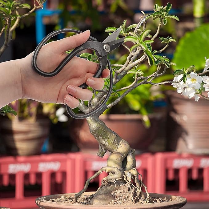 BambooMN Bonsai Basics Set - 7.2" Trimming Shears & 7" Heavy Duty Butterfly Shear - 30 Sets